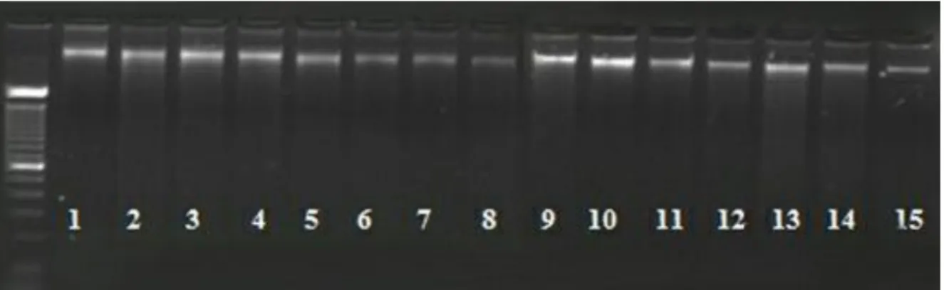 ġekil 4.1. DNA örneklerinin jel görüntüsü 