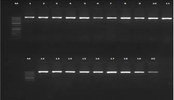 ġekil 4.2. mtDNA D-loop bölgesini de içeren 999 bç‟lik PCR ürünleri agaroz jel görüntüsü, M:  50 bç‟lik DNA marker, 1-20 örnek 