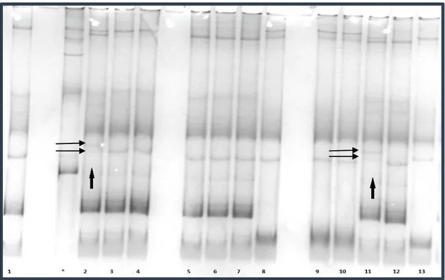 ġekil  4.3.  SSCP  analizi  sonucu,  1-  DiĢi  verici  hücre  (Granüloza),  2-  Ecem,  3-  Cemre,  4-  Efecan, 5- Nilüfer, 6- Kardelen, 7- Yazgülü, 8- Kiraz, 9- Karakız, 10- Kurban, 11-  Ece, 12- Erkek verici hücre (Fibroblast), 13- Efe, * hatalı yükleme  