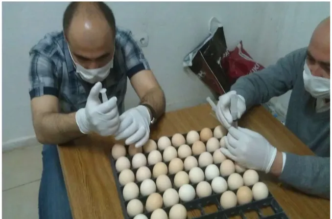 Şekil 3.1b. Yumurtalara propolis enjeksiyonu. 