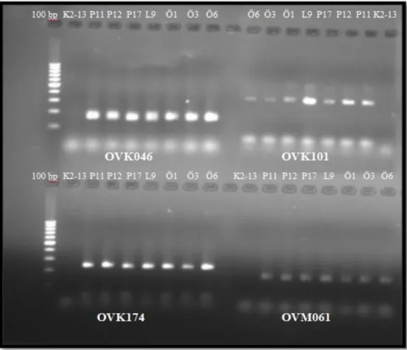 Şekil 3.8. O. viciifolia çeşit ve populasyonlarına ait bazı örneklerin PCR ürünlerinin UV ışık  altındaki jel görüntüsü (OVK046, OVK101, OVK174, OVM061) 