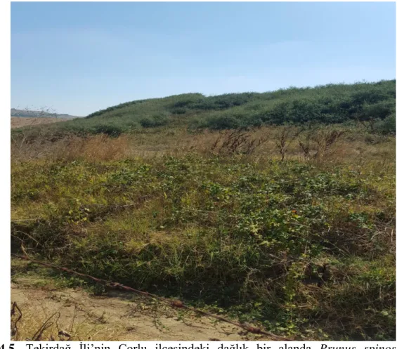 Şekil  4.5.  Tekirdağ  İli’nin  Çorlu  ilçesindeki  dağlık  bir  alanda  Prunus  spinosa  L.’nın 