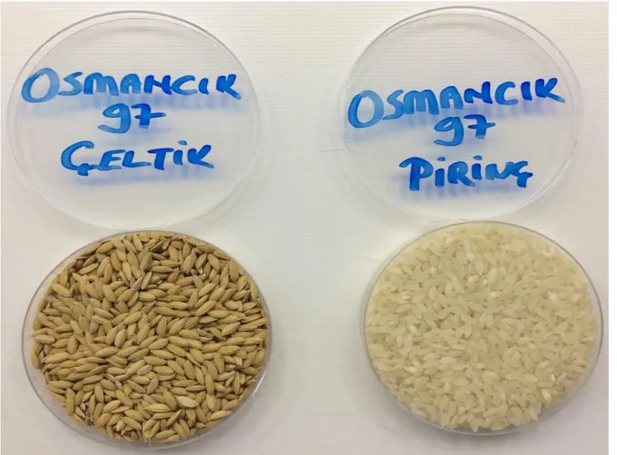 Şekil 3.3. Biyolojik testlerde kullanılan çeltik ve pirinç 