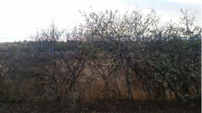 Şekil 2.1. Güvem meyvesi ağacı 