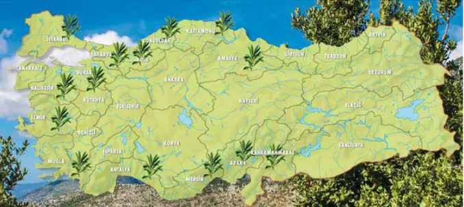 Çizelge 1.2. Defne bitkisinin Türkiye’de yayılış gösterdiği iller (Anonim 2004)  Defne Bitkisinin Yayılışı 
