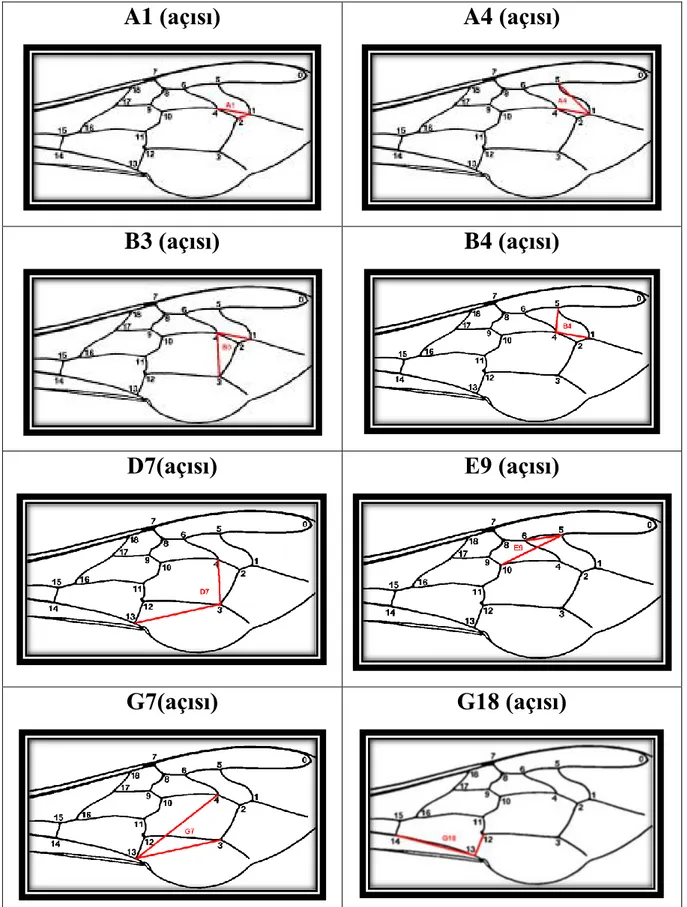 ġekil 3.8 Klasik morfometri kapsamında değerlendirilen açı karakterlerin kanat Ģekli  üzerinde gösterilmesi (Anonim 2003) 