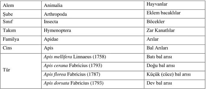 Çizelge 2.1. Bal arılarının taksonomik sınıflandırılması (Engel 1999). 