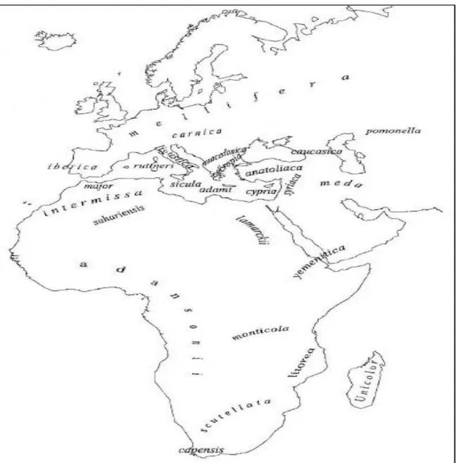 Şekil 2.3. Apis mellifera alttürlerinin Dünya üzerindeki dağılımı (Franck ve ark. 1998)