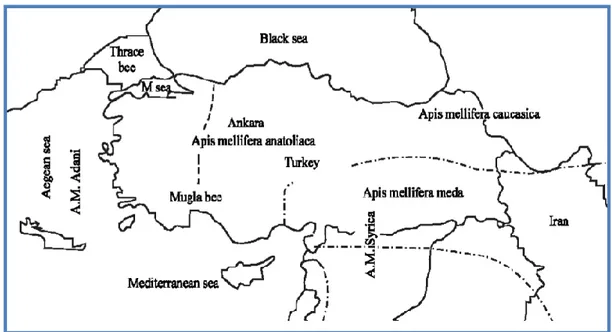 Şekil 2.4. Türkiye bal arısı ekotip ve alttürlerinin dağılışı (Akyol ve ark. 2006). 