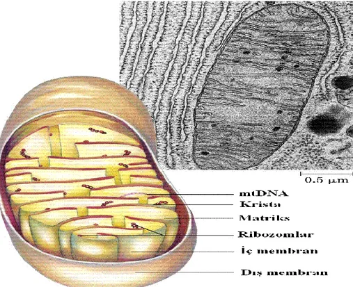 Şekil 2.5. Mitokondrinin yapısı  