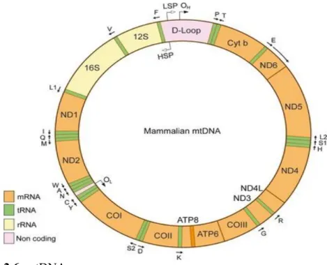 Şekil 2.6. mtDNA yapısı. 