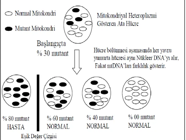 Şekil  2.7. Mitokondriyal heteroplazmi ile normal ve mutant mitokondrinin gelecek nesillere  aktarılması (Saara 1999)