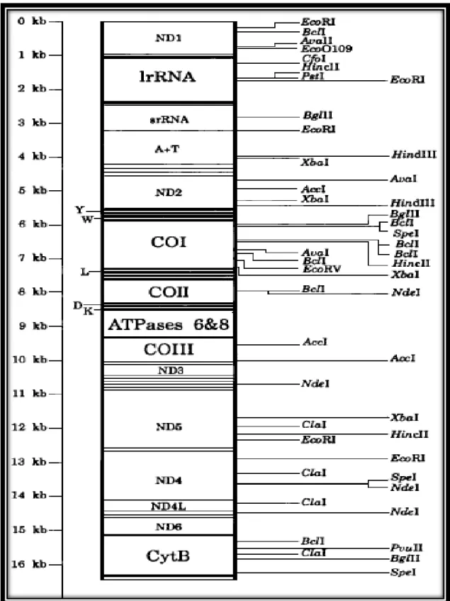 Şekil 2.9. Apis mellifera mtDNA genomunun restriksiyon haritası  