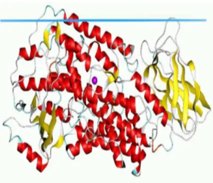 Şekil 6.3’de üç boyutlu yapısı gösterilen lipoksigenaz (LOX) enzimi hücre ömrü için  gerekli  ve  oldukça  önemli  role  sahip  olan  araşidonik  aside  ve  lökotrienlere  oksidasyonunun  gerçekleştiği  mekanizmayı  katalizlemektedir  (6.1)