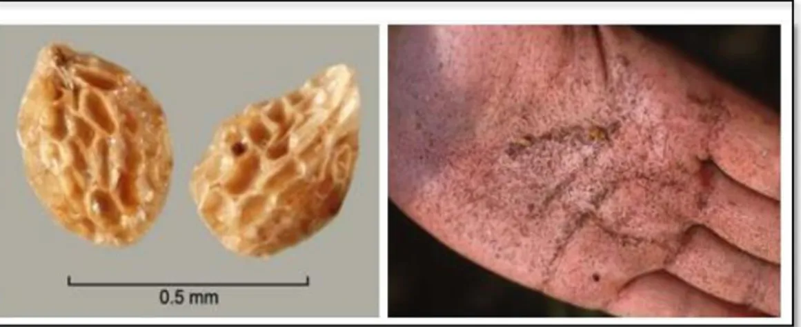 Şekil 2.1. Orobanche türlerine ait tohumlar 