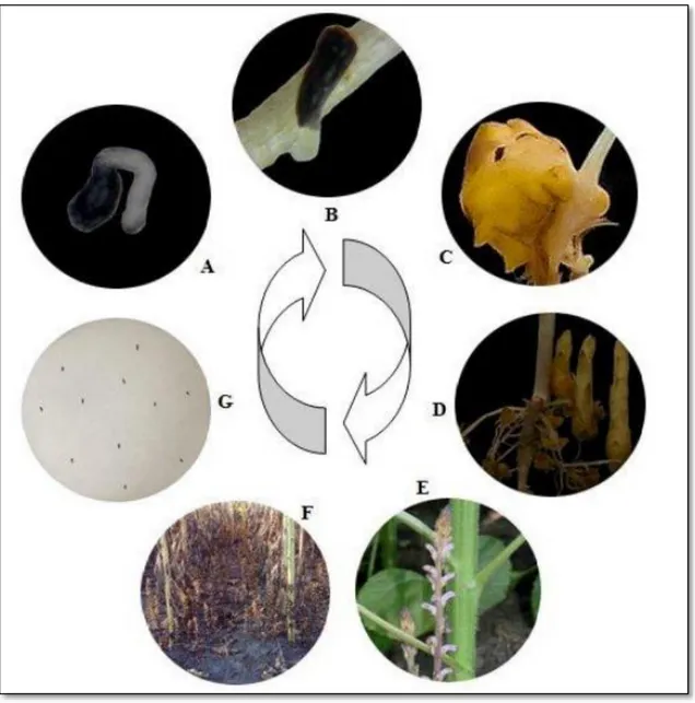 Şekil 2.4. Orobanche cumana bitkisinin yaşam döngüsü (Duca ve ark. 2013) 