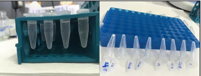 Şekil 3.7. DNA’nın isopropanol ile çöktürülmesi ve DNA pelletinin kurutulması 