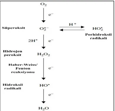 Şekil 1. 1. Reaktif oksijen türlerinin oluşumu ve dönüşümü (Smirnoff 2005) 