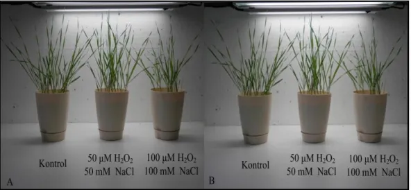 Şekil 3. 1. Tatlıcak-97 (A) ve Mikham-2002 (B) tritikale genotiplerinin 14. gün hasat öncesi  görüntüsü  
