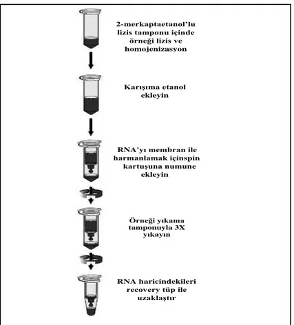 Şekil 3. 2. RNA izolasyon aşamaları 