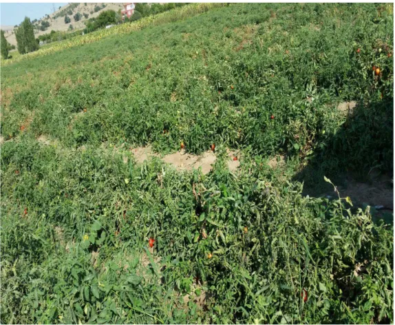 Şekil  4.8.  Bursa  İli  domates  tarlalarında  şekil  bozukluğu,  mozaik  ve  sarılık  belirtilerinin  görünümü 