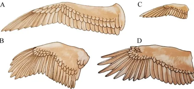 Şekil 2.2. Kuşlarda temel kanat tipleri: A; Dinamik süzülme, B; Eliptik, C; Yüksek en-boy  oranlı, D; Yüksek taşıma kuvvetli tip (Pough ve ark