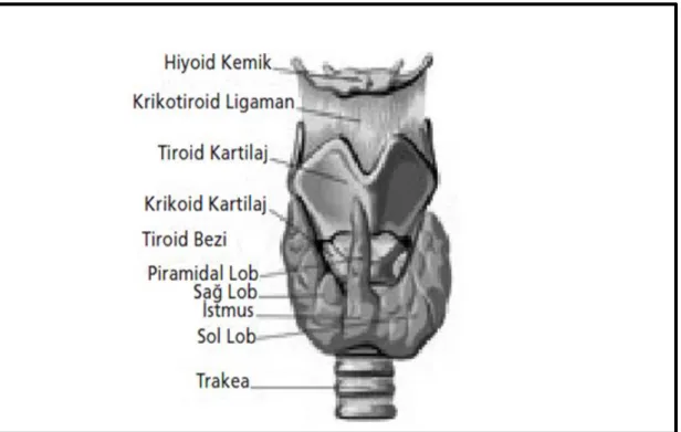 Şekil 2.1. Tiroid bezi anatomisi (Akçakaya ve ark. 2012) 