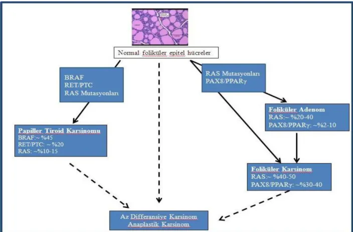 Şekil  2.4.  Papiller  ve  foliküler  tiroid  karsinomlarının  patogenezinde  mutasyonlar  ve  translokasyonlar (Anonim 2011) 