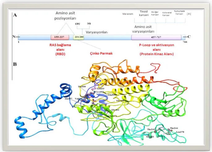 Şekil 2.5. Kanser ve RASopatiler, BRAF proteinin 3D bağlantı yapısı ve protein alanları (A)