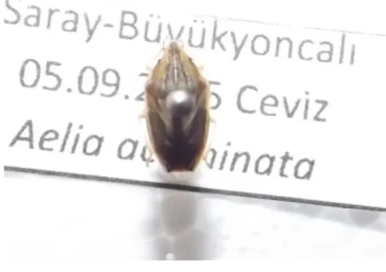 Şekil 4.1. Aelia acuminata ergini    