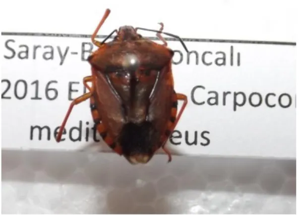 Şekil 4.3. Carpocoris mediterraneus ergini 