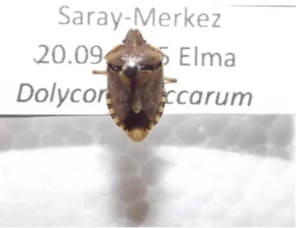 Şekil 4.5. Dolycoris baccarum ergini 