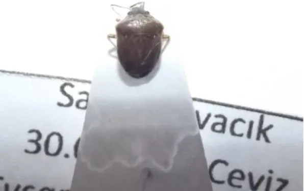 Şekil 4.8. Eysarcoris ventralis ergini 