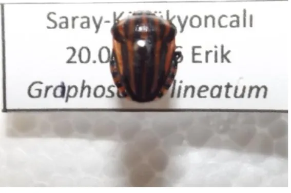 Şekil 4.9. Graphosoma lineatum ergini 