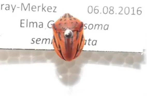 Şekil 4.10. Graphosoma semipunctatum ergini 