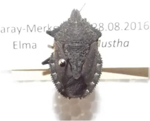 Şekil 4.11. Mustha spinosula ergini 