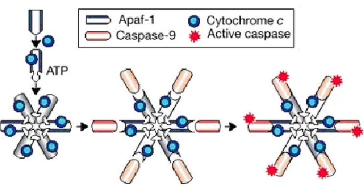 ġekil 1.2. Kaspaz aktivasyon mekanizması (Hengartner 2000) 