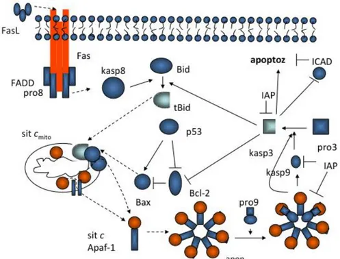 ġekil 2.2. Mitokondri kontrollü apoptozun Ģematik gösterimi (Bagci ve ark. 2006) 