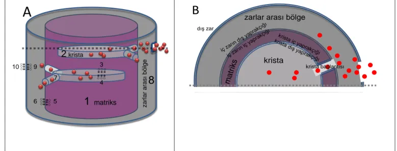 ġekil  5.1.  Modeldeki  moleküllerin  bulunduğu  mitokondri  bölgelerinin  Ģematik  gösterimi