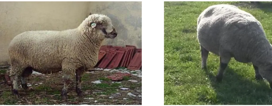 Şekil 4.1. (Hampshire Down x Karacabey Merinosu) Melezi 