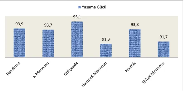 Şekil 8.1. Kuzularda Yaşama Gücü (%)