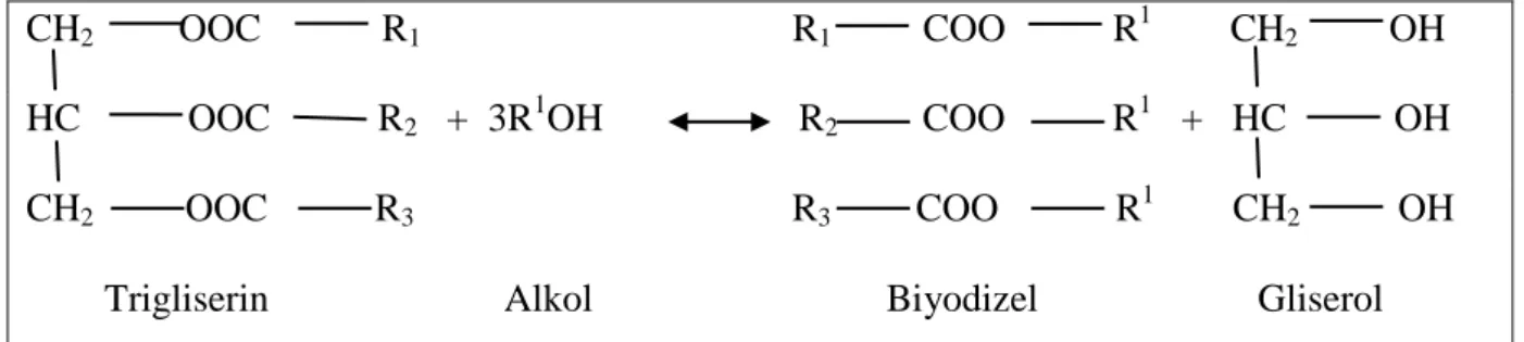 ġekil 1.2. Transesterifikasyon yöntemi (Alptekin ve Çanakçı 2006) 