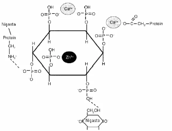 Şekil  2.1.  Fitik  asitlerin  protein,  mineral  ve  nişasta  ile  oluşturduğu  kompleks  yapı  (Kornegay  2001) 