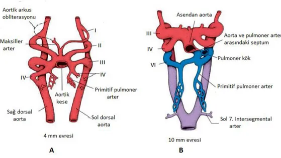 Şekil 2.2. A. 4 mm evresinde aortik arkusların durumu. 1. aortik arkus, 6. aortik arkus  tümüyle  oluşmadan  oblitere  olur