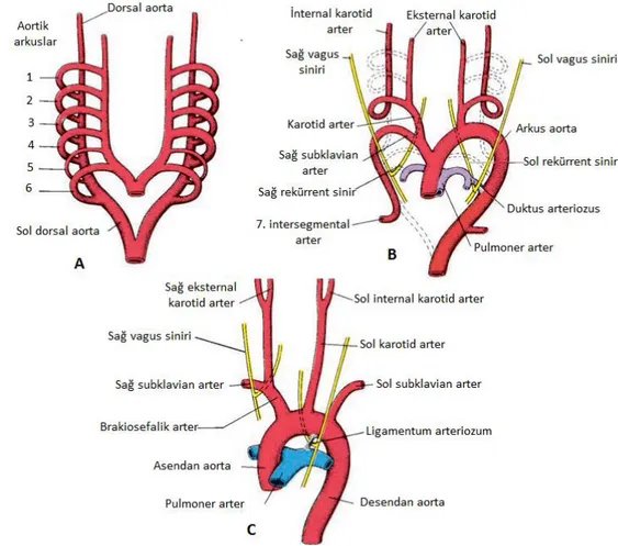 Şekil 2.3. A. Kalıcı damar şekline değişmeden önce aortik arkların ve dorsal aortaların  şeması