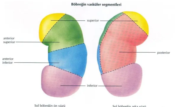 Şekil 2.7. Sol böbreğin vasküler segmentleri (Netter 2008). 
