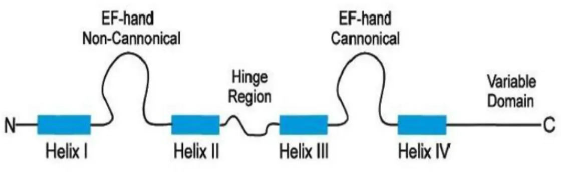 ġekil  3.1:  S100  protein  ailesinin  her  bir  üyesinin  genel  yapısı.  Eckert  ve  diğ