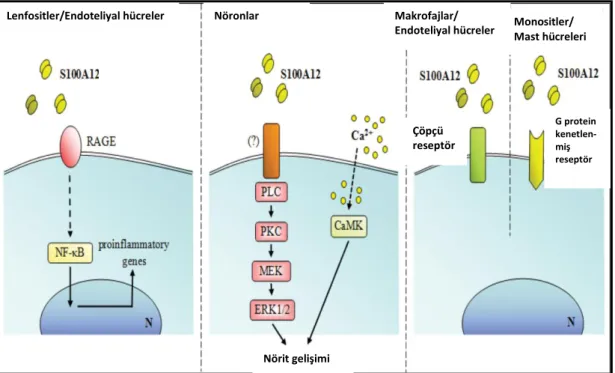 ġekil 3.3: S100A12‟nin lenfositler, endoteliyal hücreler, nöronlar ve makrofajlar üzerinde  etkili reseptörlerinin Ģematik gösterimi