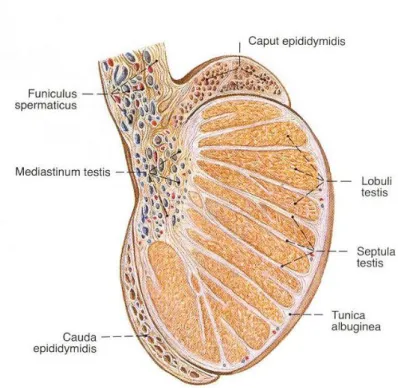 Şekil 1.3. Testis ve epididymis, sagittal kesit. Sobotta (2008) İnsan Anatomi  Atlası’ndan alınmıştır