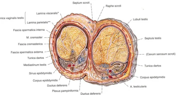 Şekil 1.5. Testis, epididymis ve scrotum transvers kesit. Sobotta (2008) İnsan  Anatomi Atlası’ndan alınmıştır